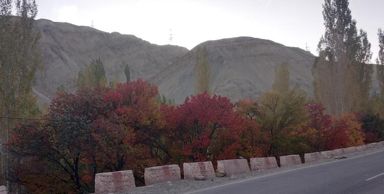 Autumn blossoms in Ladakh Autumn blossoms in Ladakh