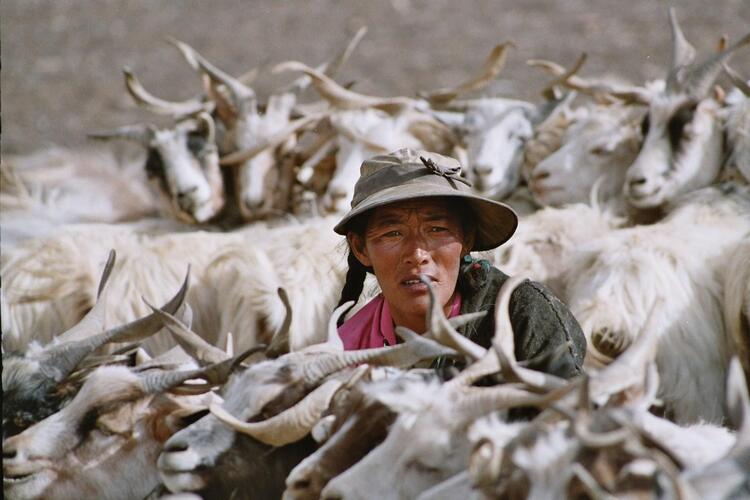 Milking goats (nomads in Changthang) Milking goats (nomads in Changthang)