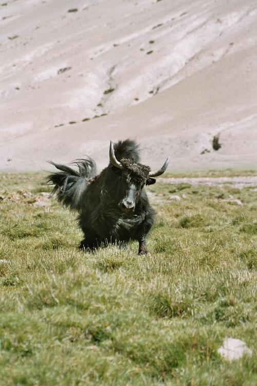 Prancing Yak Prancing Yak