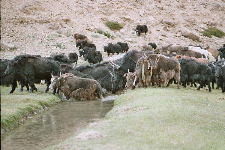 Yak herd Yak herd